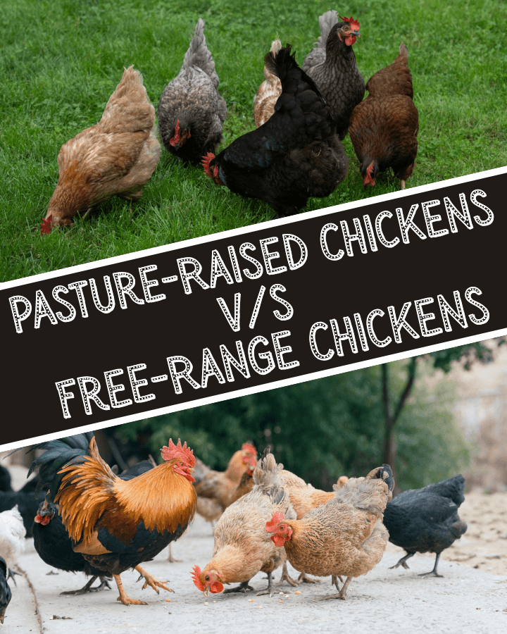 pasture-Raised Chicken vs Free-Range Chicken