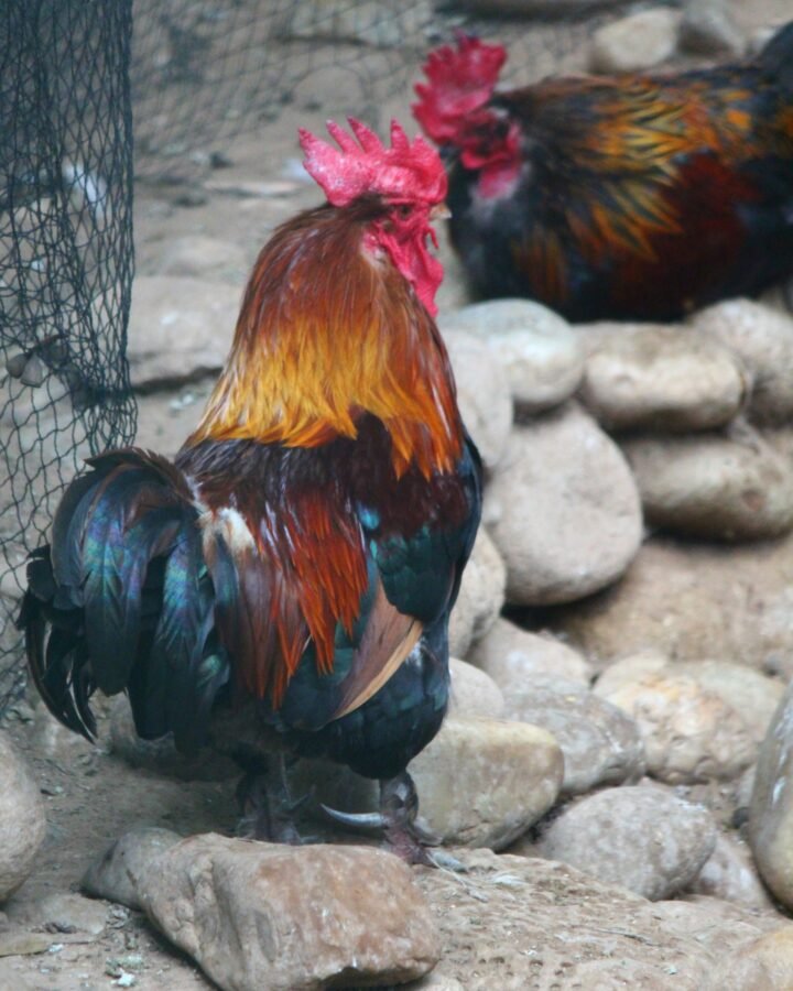 two roosters in pen