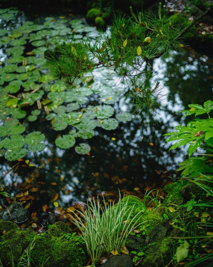 Lined Fish Pond