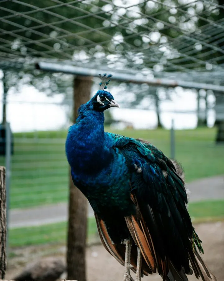 peacock in aviary