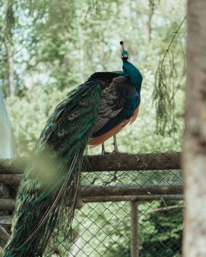 peacock perching