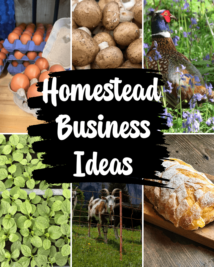homestead business ideas