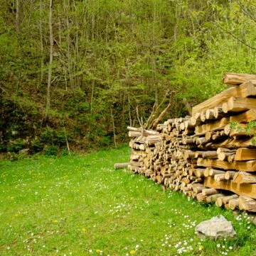 firewood stacked in the woodland