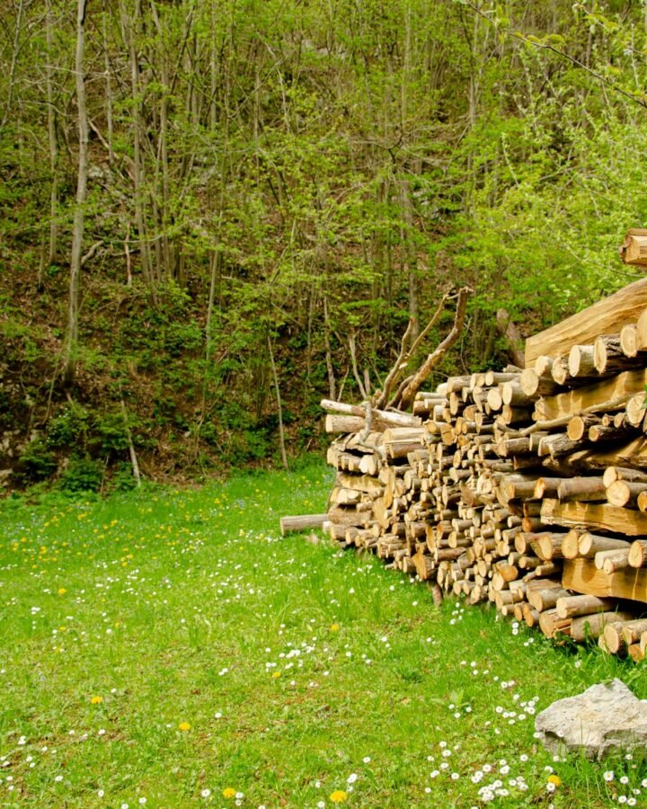 firewood stacked in the woodland
