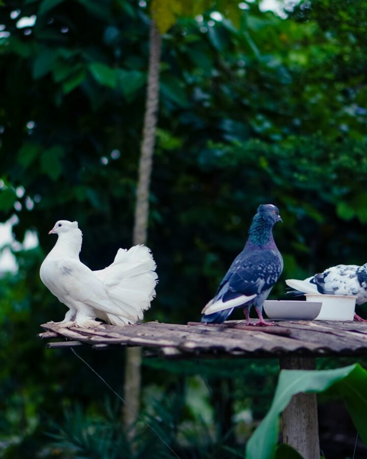 pigeons on homestead