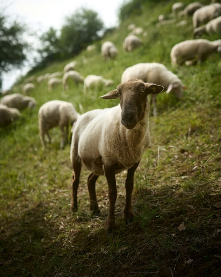 short haired sheep
